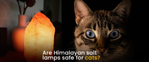 Are Himalayan salt lamps safe for cats? Illuminating Insights